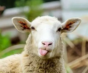 (جدول) قیمت دام زنده امروز ۲۶ شهریور ۱۴۰۳/ شاهد طغیان تقاضا این محصول خواهیم بود؟