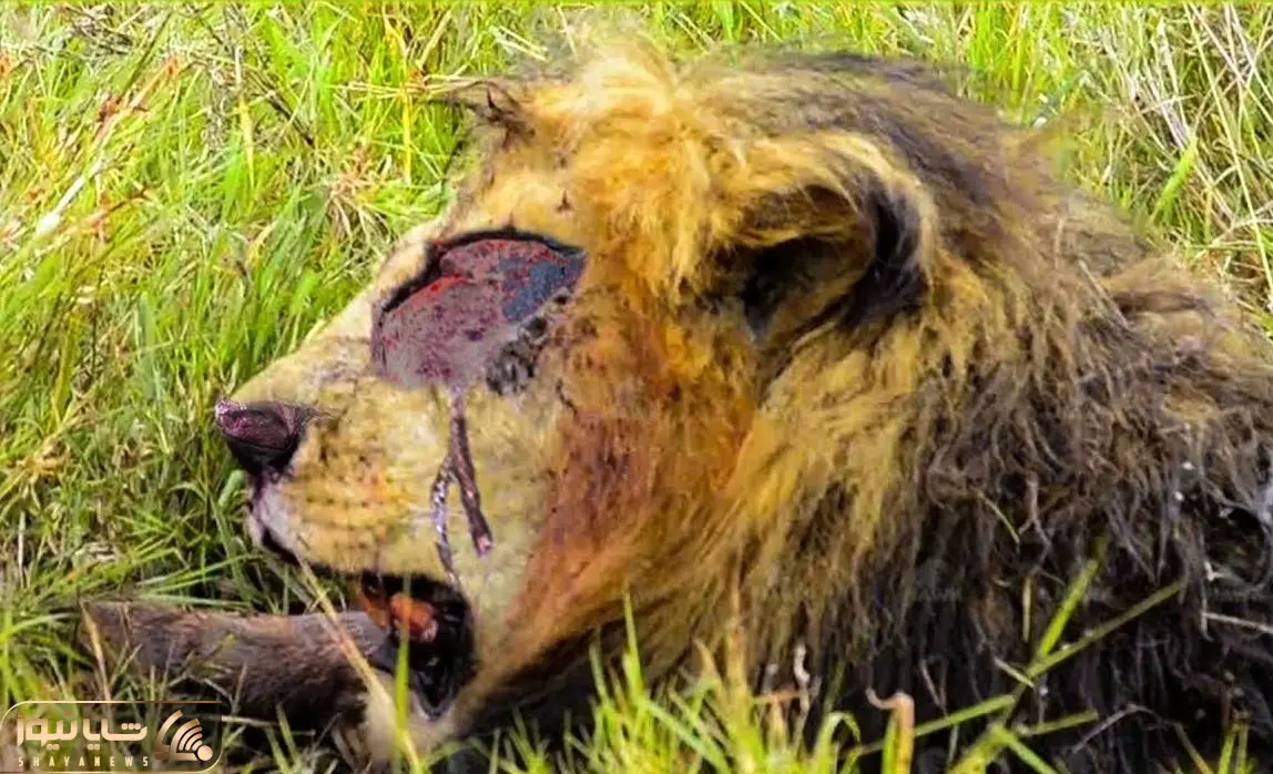 از جذابیت های حیات وحش؛ بینید این شیر واسه حفظ قلمروش چه ناجور خونی مالی میشه