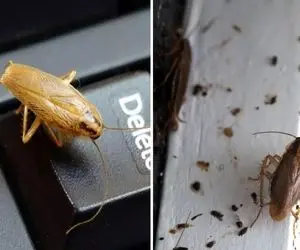 از بین بردن سوسکای ریز آشپزخانه / اسمشون آلمانیه کار بد کردن خدا تو ایران سوکسشون کرد