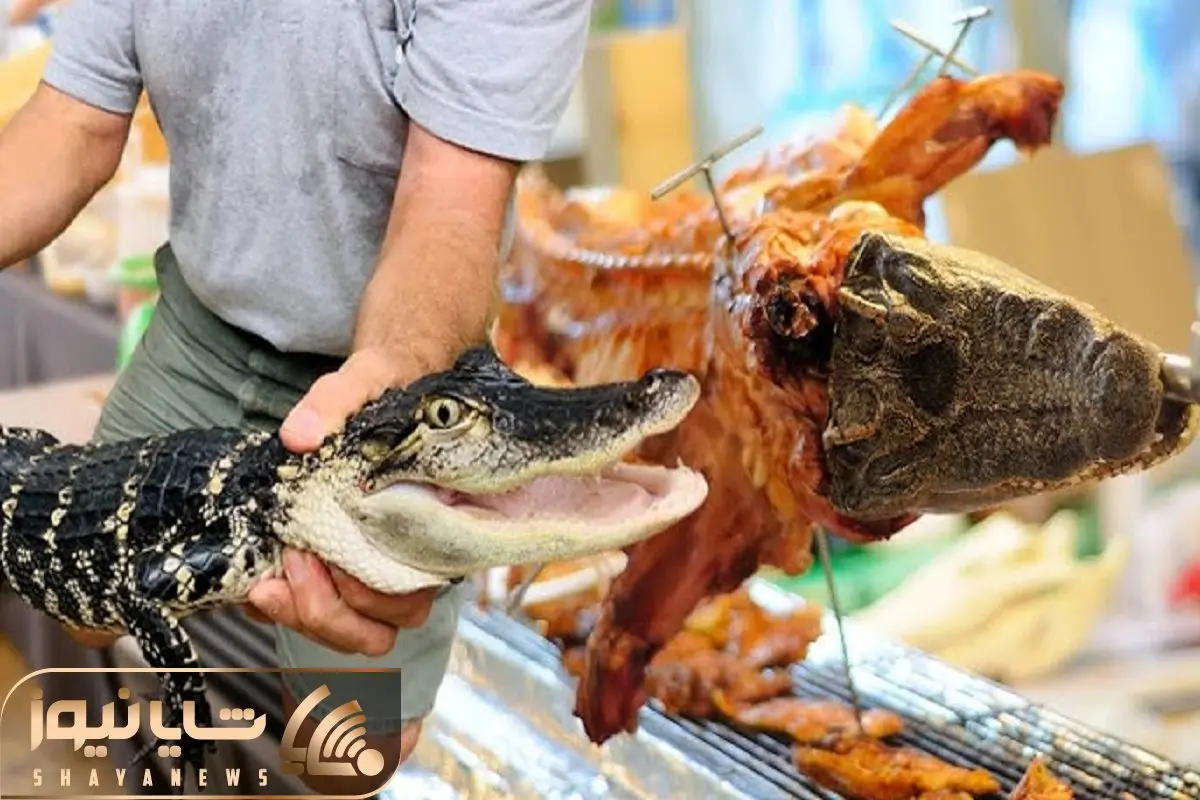 فرآوری تمساح؛ تولید گوشت تمساح مرغوب و چرم تمساح لوکس برای بازارهای جهانی