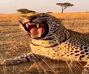 معماری طبیعت؛ بز نذاشت پلنگ غذاشو بخوره نشست یه کولی بازی درآوورد حیوونای جنگل موندن