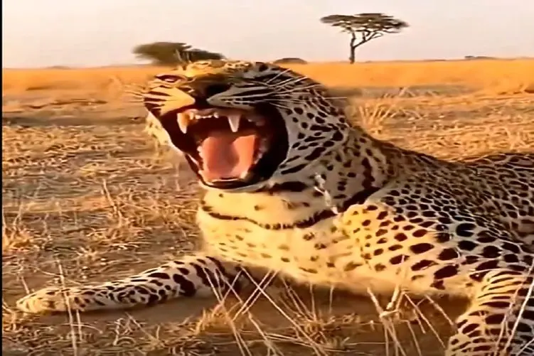 معماری طبیعت؛ بز نذاشت پلنگ غذاشو بخوره نشست یه کولی بازی درآوورد حیوونای جنگل موندن