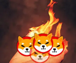 شیبا اینو در حال محو شدن؟؟