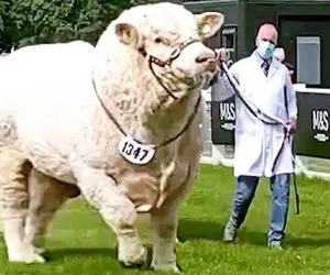 فرآوری گاو؛ هورمون لاما و گاو و  ترکیب کردن یه حیوون جدید تولید کردن 