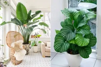 زیباترین گیاهان آپارتمانی از نظر مردم / اگه فقط یکی ازینا رو داری هم واقعا شیک پسندی