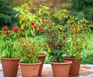 محصولات کشاوزی نوین؛ با معجزه نوشابه بوته فلفل کاشتن برگ هاشم فلفل شده تند و سرخ