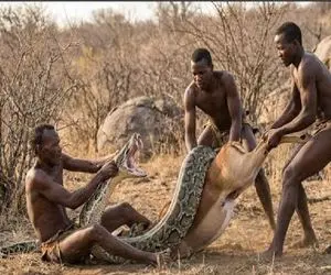 مستند حیات وحش؛ بربرهای برهنه پیتونی که تهدید جون آدمای قبیله  بود ملعبه کردن