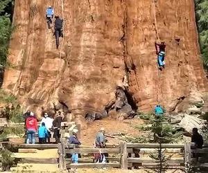 کاوش در طبیعت؛ بلندترین درخت جهان که ارتفاعش تا ثریا میره رسید آسمون هفتم