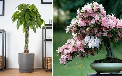 گیاهان آپارتمانی که خیر و برکت به خانه می آورند؛ خوش شانسی که هیچ، زندگی میشه فراوونی