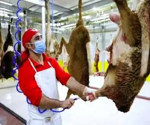 فرآوری بز؛ بز فربه رو به دار زدن باد بشه برا پوستش تهش فقط پنیر موند و سود 