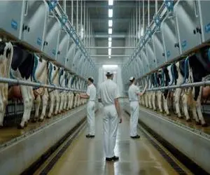 فرآوری گاو؛ بعد دوشیدن 5000 کیلو شیر از گاو 100 کیلویی به صلابه میکشنش