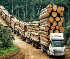 جابه جایی جانکاه؛ 200 هزار تن الوارو با خاور و 6 تا یدکش بردن یکی آتیش گرفت همش سوخت