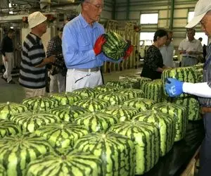 کشاورزی نوین؛ تو ژاپن علاوه بر هندوانه گرد با یه روش خلاقانه هندوانه مربعی میکارن