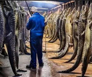 کارخانه کروکودیل؛ تجارت خون‌آلود گوشت و پوست میلیون‌ها تمساح در چین