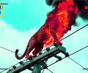 مستند حیات وحش؛ پلنگ به هوای طعمه پیچید رو تیر جِزش دراومد