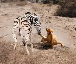 جذابیت حیات وحش؛ وقتی خر راه راه قصد مردن دارد و دم شیر را گاز میگیرد