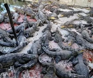 فرآوری تمساح؛ پرورش و فرآوری گوشت و پوست هزاران کروکودیل غول پیکر