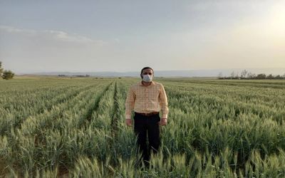 زمین‌های کشاورزی دانشگاه آزاد اسلامی زاهدشهر زیر کشت گندم رفت!