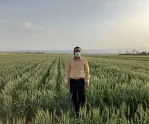 زمین‌های کشاورزی دانشگاه آزاد اسلامی زاهدشهر زیر کشت گندم رفت!