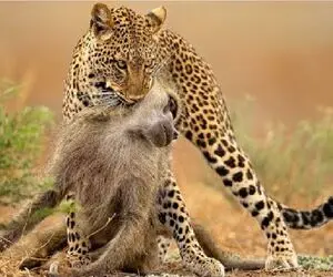 جذابیت حیات وحش؛ یوزپلنگ میمون از درخت میندازه ضربه مغزی شه