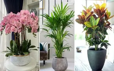 گیاهان آپارتمانی که تخصص تصفیه هوای خونه رو دارن؛ تو تعطیلی ها حداقل منزل جای امنیه