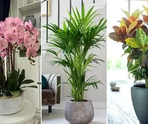 گیاهان آپارتمانی که تخصص تصفیه هوای خونه رو دارن؛ تو تعطیلی ها حداقل منزل جای امنیه