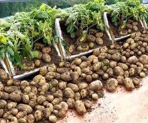 ایده های خلاقانه؛ چجوری تو باغچه سیب زمینی بکاریم؟ با این روش یه خروار محصول میده