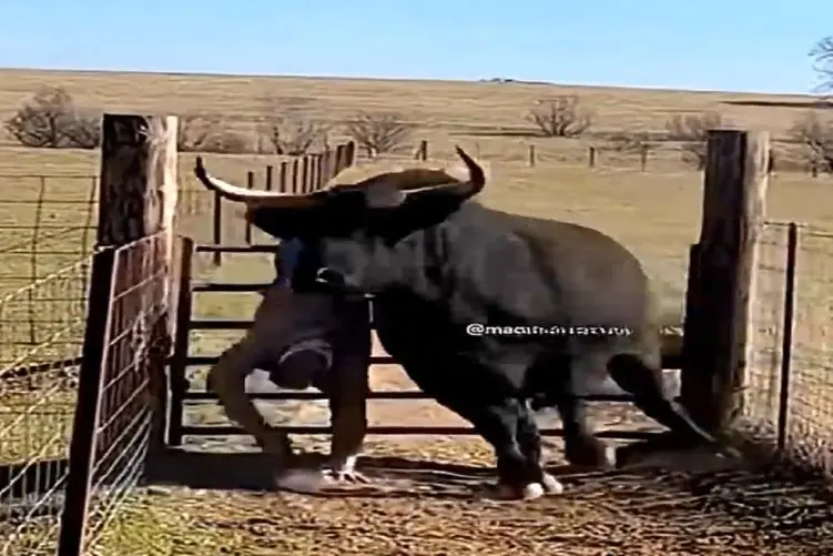 دامپروری نوین؛ گاو قاط زده صاحبش دنبالشه ولی بنده خدا جوری کله ملق شد روده هاش پیچیدن