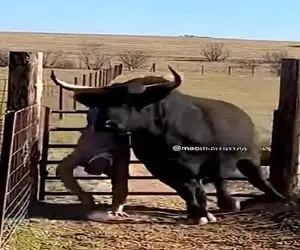 دامپروری نوین؛ گاو قاط زده صاحبش دنبالشه ولی بنده خدا جوری کله ملق شد روده هاش پیچیدن