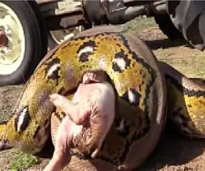 مستند حیات وحش؛ پیتون حلقه مرگ انداخت دور خوک صورتی