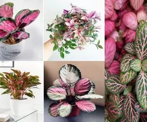 گیاهان آپارتمانی با برگ صورتی / خونه رنگ و روح نداره و کسل شده با اینا معجزه کن براش