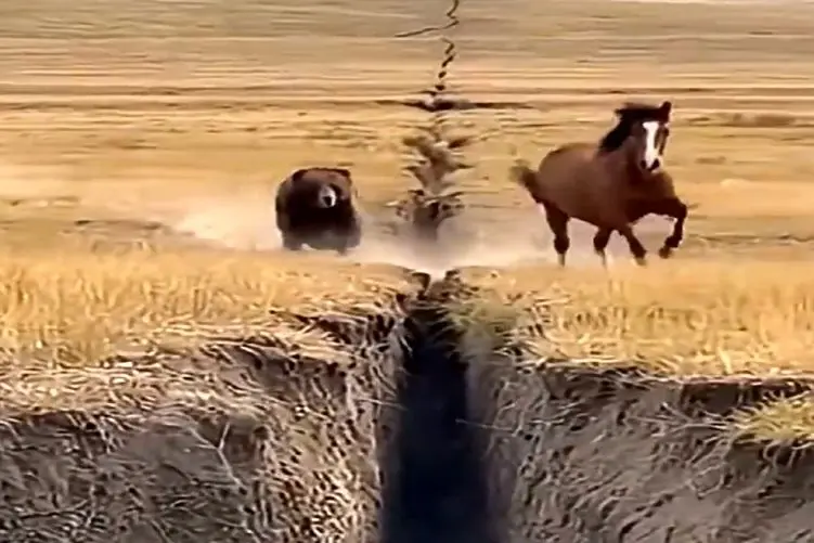 معماری طبیعت؛ خرس نخودمغز با اون پاهای گنده اسب تیزپا رو دنبال کرد افتاد تو هچل ناجور