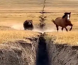 معماری طبیعت؛ خرس نخودمغز با اون پاهای گنده اسب تیزپا رو دنبال کرد افتاد تو هچل ناجور