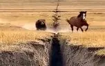 معماری طبیعت؛ خرس نخودمغز با اون پاهای گنده اسب تیزپا رو دنبال کرد افتاد تو هچل ناجور