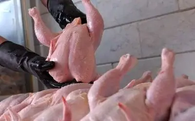 واکنش مرغداران گوشتی به ادعای مرغ تریاکی