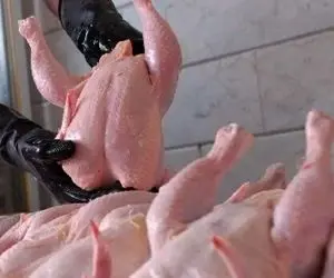 واکنش مرغداران گوشتی به ادعای مرغ تریاکی