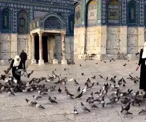 (ویدئو) کبوتربازی یک زن در صحن مسجد الاقصی