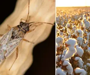 (ویدیو) هجوم خوفناک حشره سنک به مشهد / این حشره برای انسان خطر دارد؟ + راه حل