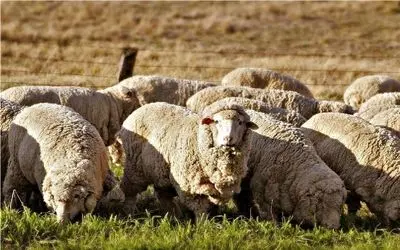 قیمت دام زنده امروز ۵ مهر 1404 + جدول