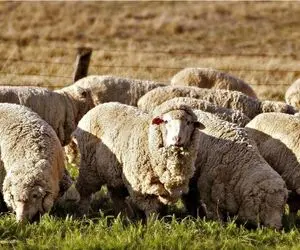 قیمت دام زنده امروز ۵ مهر 1404 + جدول