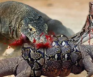 مستند حیات وحش؛ جنگ مار و کومودو برای رسیدن به غذا