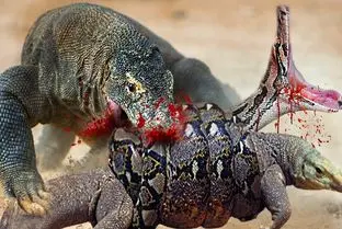 مستند حیات وحش؛ جنگ مار و کومودو برای رسیدن به غذا