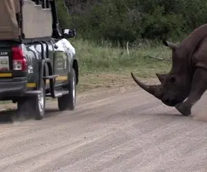 مستند حیات وحش؛ کرگدن خشمگین توریست هارو دید برآشفتن ماشین هارو ورانداخت