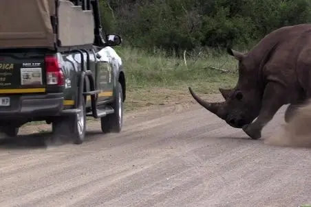 مستند حیات وحش؛ کرگدن خشمگین توریست هارو دید برآشفتن ماشین هارو ورانداخت