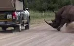مستند حیات وحش؛ کرگدن خشمگین توریست هارو دید برآشفتن ماشین هارو ورانداخت