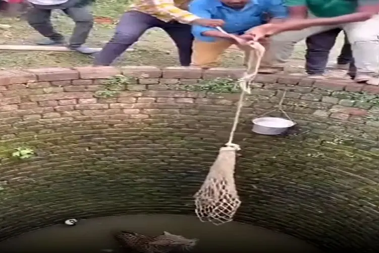 معماری طبیعت؛ ببر مردای روستا رو کشوند تو چاه نفله شون کرد