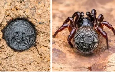 شگفتی طبیعت؛ جانوران آخرالزمانی که به اشیاء بیشتر شبیهن تا موجود زنده