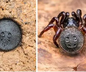 شگفتی طبیعت؛ جانوران آخرالزمانی که به اشیاء بیشتر شبیهن تا موجود زنده