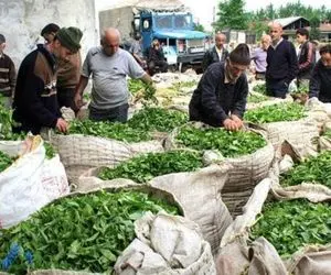 قیمت انواع چای امروز چهارشنبه 8 اردیبهشت 1400