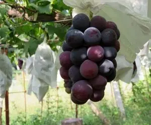 کشاورزی نوین؛ کاشت انگور هایی به درشتی گردو تو ژاپن با تکنولوژی مدرن